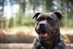 Bully Breeds Rise Above Controversy