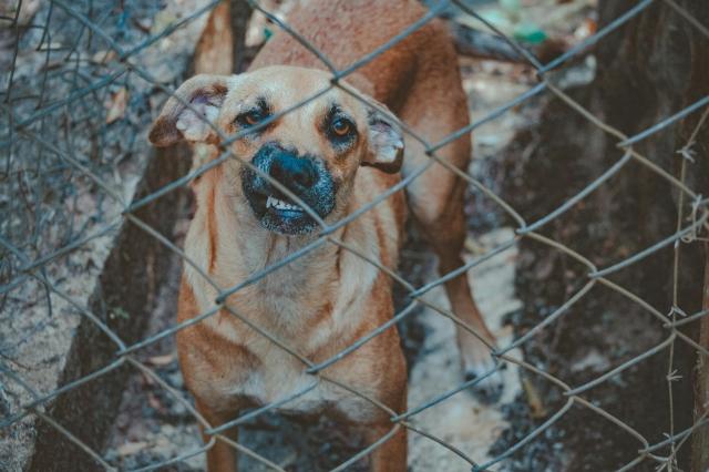 Injured by a Dog? A Virginia Dog Bite Lawyer Can Advocate for Your Case