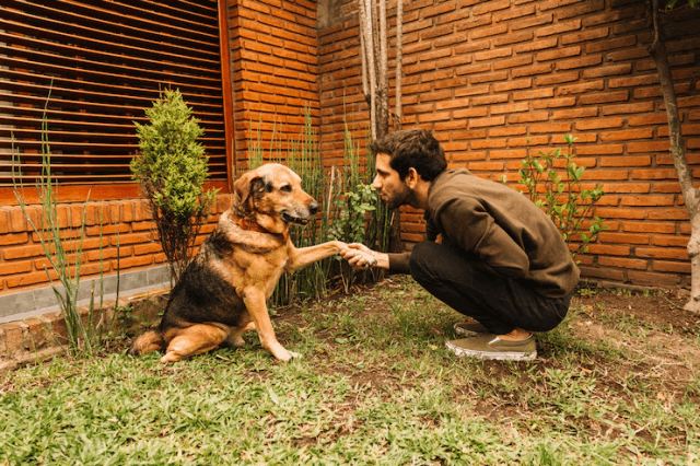 Outdoor Behavior Training for Dogs: Tips for Daycare, Grooming, and Boarding