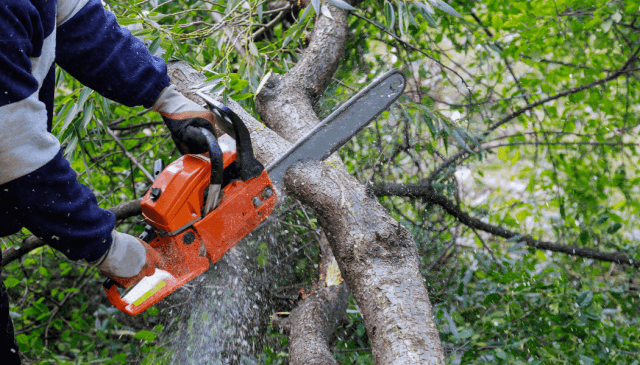 6 Reasons to Trim Your Trees Before Hanging Holiday Lights