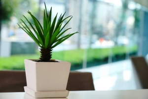 Embracing the World of Faux Plants